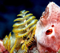 Yellow Christmas tree worm with pink sponge by Alan Lyall 